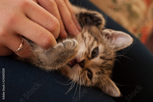 Cat in caring female hands