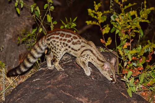 Large-spotted or Cape Genet photo