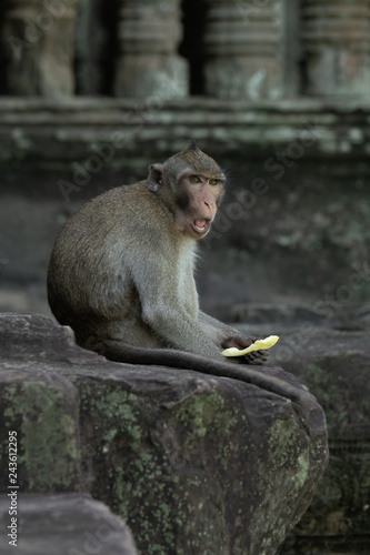 Long-tailed macaque sits at Angkor Wat eating