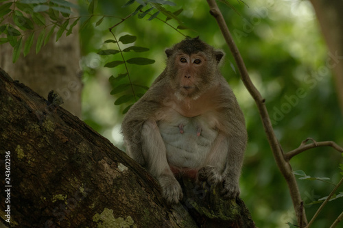 Long-tailed macaque sits in shade on branch