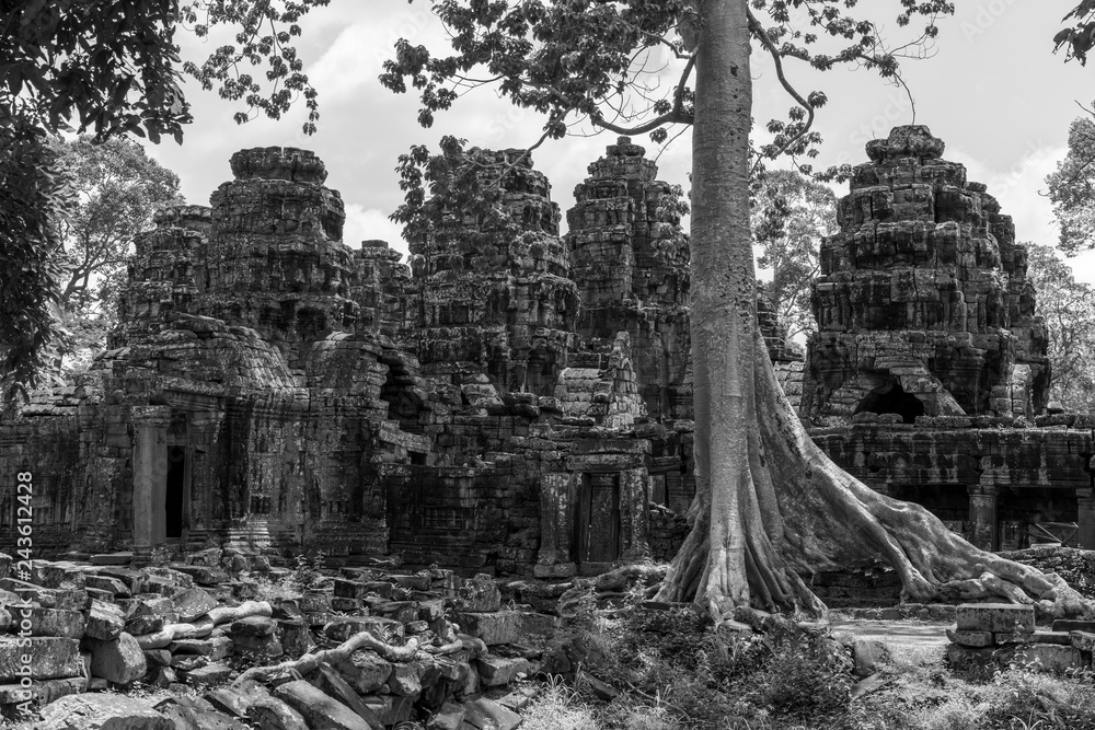 Mono tree among ruins of stone temple