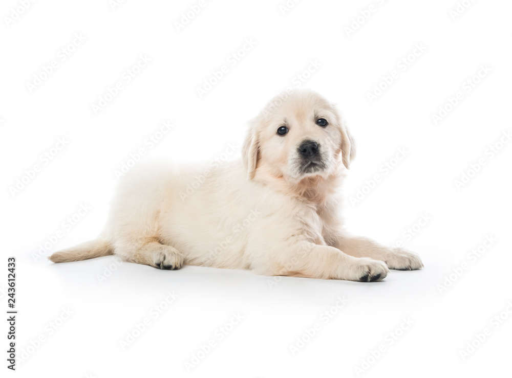 Golden retriever puppy sitting isolated