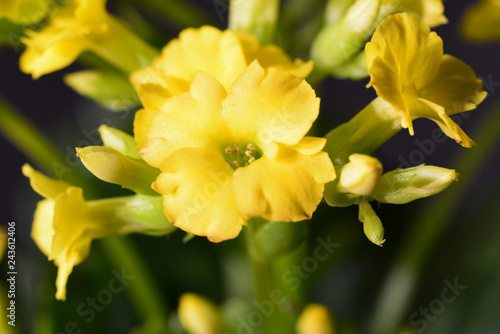 yellow kalanchoe flower million star © Matthewadobe