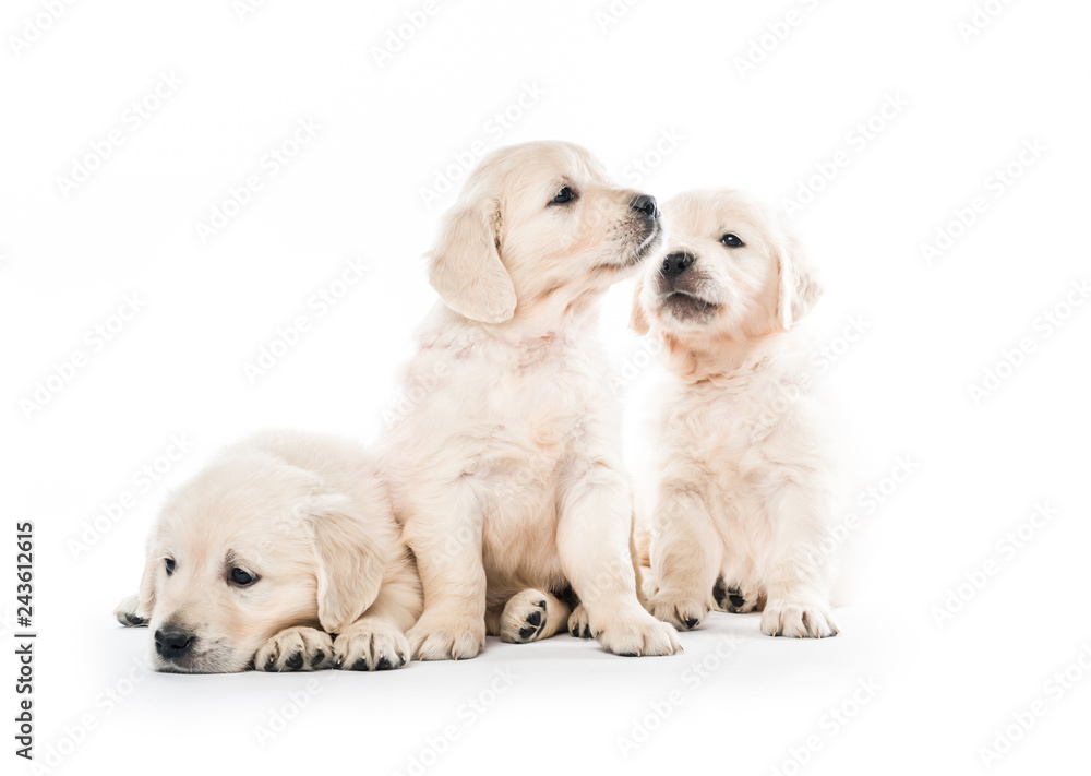 Emotional behaviour of golden retriever puppies sitting isolated