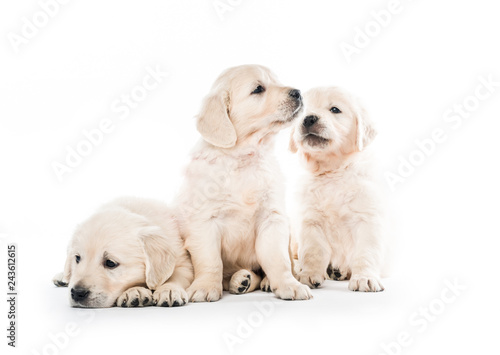 Emotional behaviour of golden retriever puppies sitting isolated