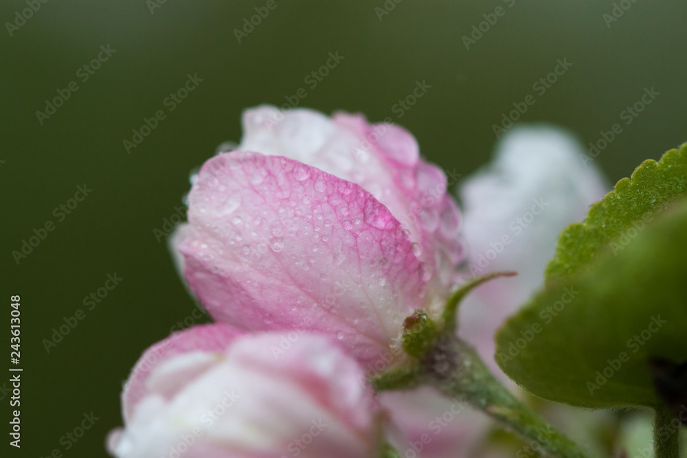Flowering of the apple tree. Spring background of blooming flowers. White and pink flowers. Beautiful nature scene with a flowering tree. Spring flowers. Beautiful garden. Abstract blurred background