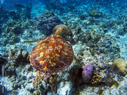 Sea turtle swimming on the coral reef near Panglao island in the Philippines
