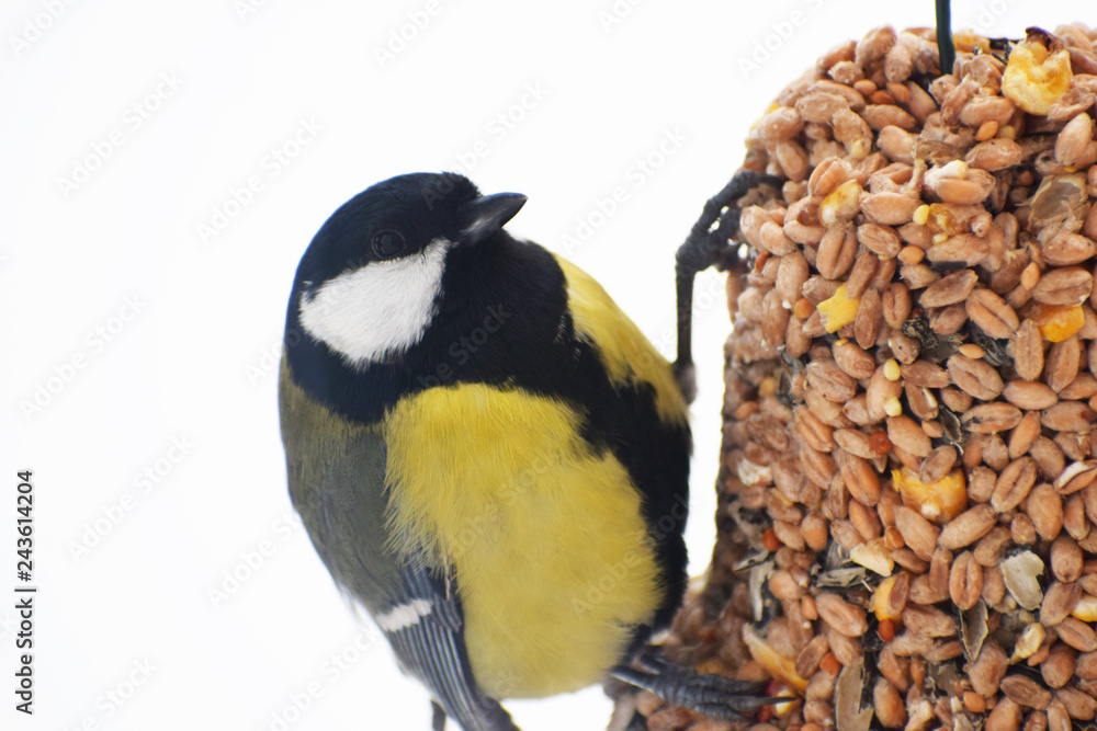 Naklejka premium Great tit Parus major looking around and sitting on bell shape bird feeder made of different seeds hanging on rope on white snow background with copy space for text at cold winter day in europe.