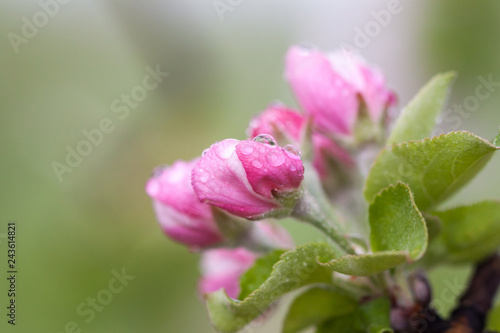 Flowering of the apple tree. Spring background of blooming flowers. White and pink flowers. Beautiful nature scene with a flowering tree. Spring flowers. Beautiful garden. Abstract blurred background