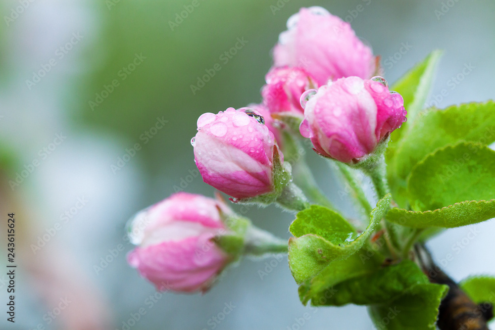 Flowering of the apple tree. Spring background of blooming flowers. White and pink flowers. Beautiful nature scene with a flowering tree. Spring flowers. Beautiful garden. Abstract blurred background Flowering of the apple tree. Spring background of blooming flowers. White and pink flowers. Beautiful nature scene with a flowering tree. Spring flowers. Beautiful garden. Abstract blurred background