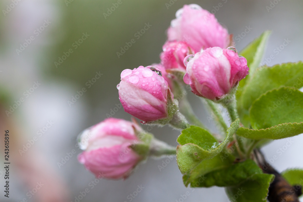 Flowering of the apple tree. Spring background of blooming flowers. White and pink flowers. Beautiful nature scene with a flowering tree. Spring flowers. Beautiful garden. Abstract blurred background
