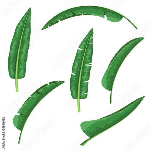 banana leaf design element for tropical theme