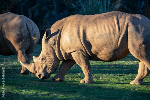 Big Rhinoceros in the evening sun
