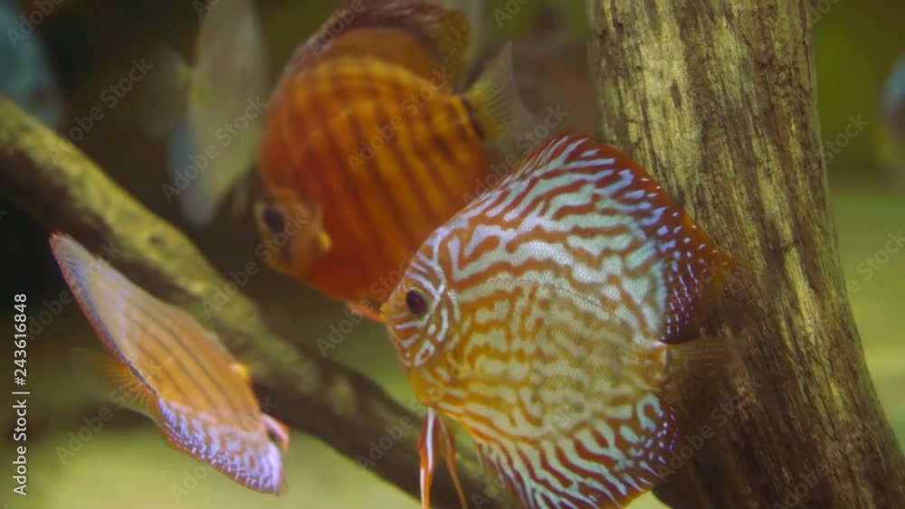 few of small tropical fish with silver and red colors are swimming underwater in warm sea few of small tropical fish with silver and red colors are swimming underwater in warm sea