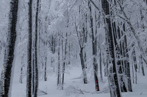 Fototapeta Naklejka Na Ścianę i Meble -  Zima w lesie 