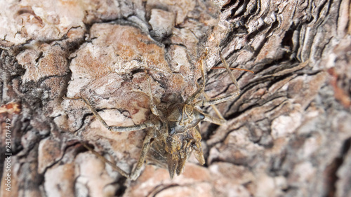 Photography Empty shell of a larva of a dragonfly on the bark of a pine.
