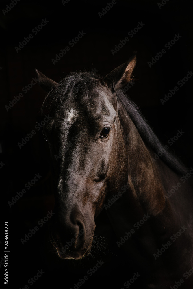 horse portrait on black background