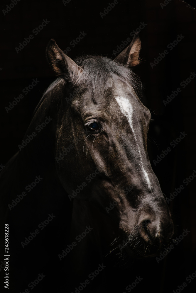 horse portrait on black background horse portrait on black background
