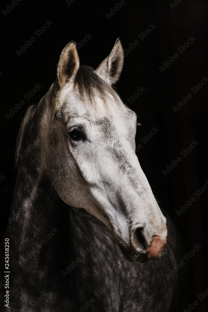 Fototapeta premium portret konia na czarnym tle