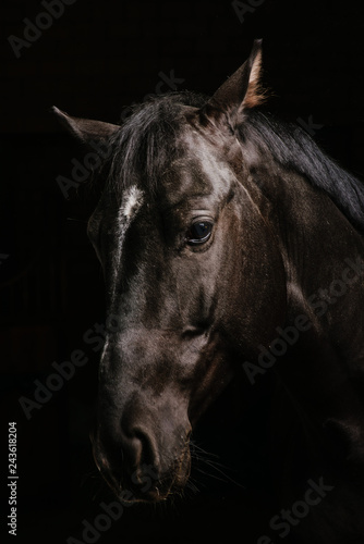 horse portrait on black background