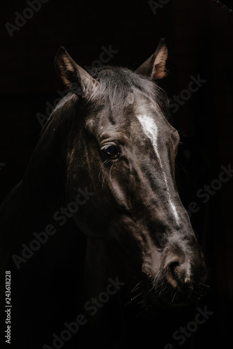 Fototapeta Naklejka Na Ścianę i Meble -  horse portrait on black background