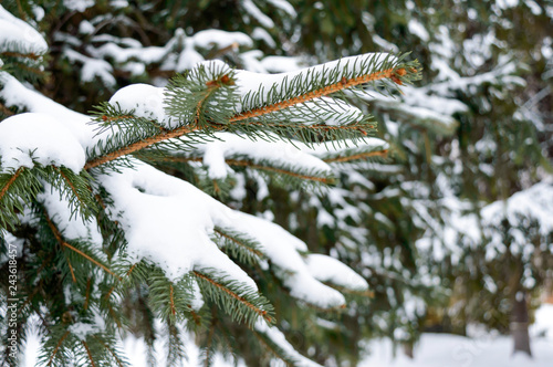 Green branches of fir under the snow. Winter forest. Close up