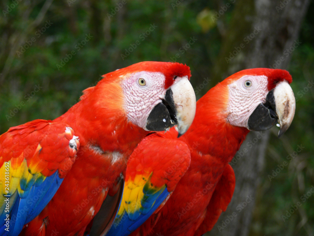 Two colorful parrots surrounded by jungle in Honduras