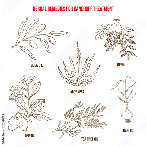 Best herbs for dandruff treatment
