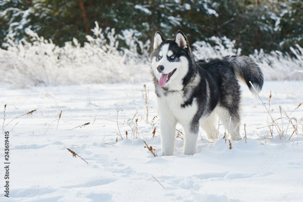 Siberian Husky dog playing in the winter snowy forest