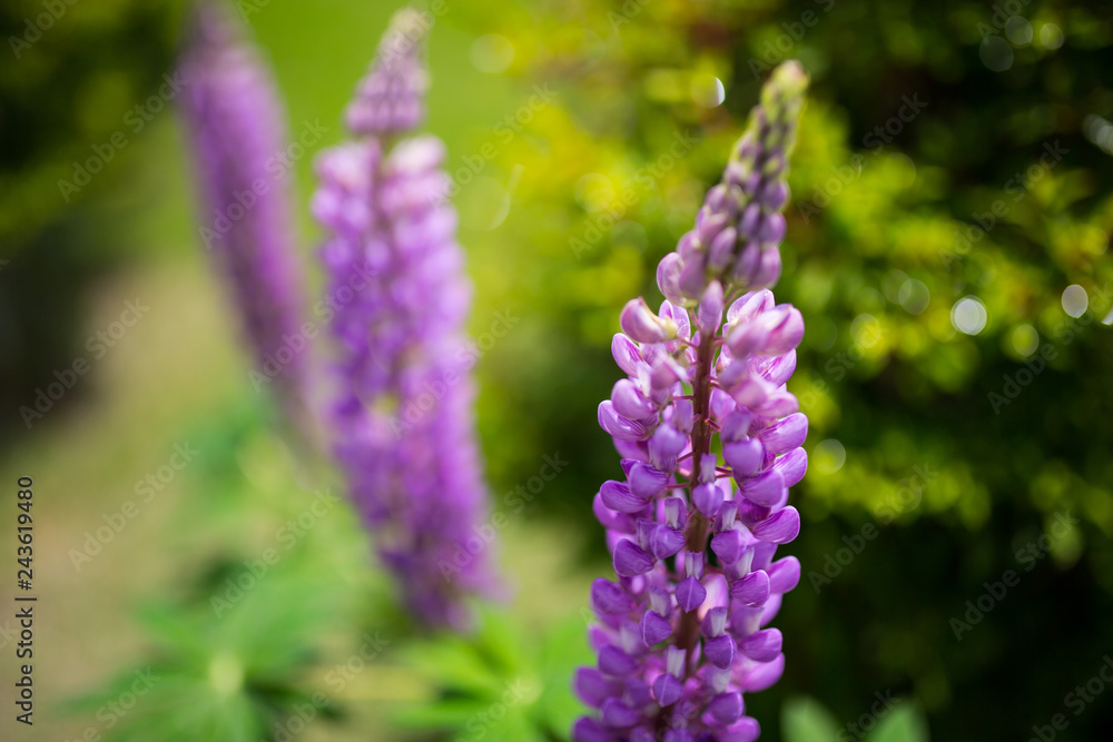 Stunning and vibrant purple lavender field closeup Stunning and vibrant purple lavender field closeup