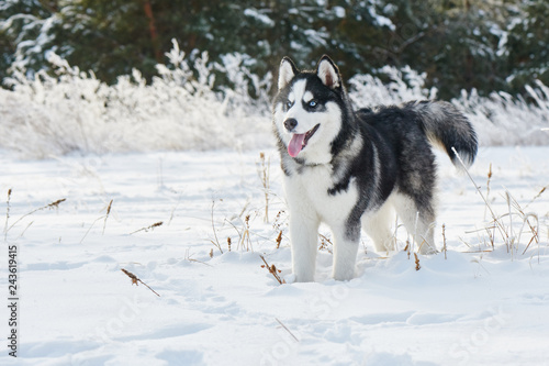Siberian Husky dog playing in the winter snowy forest © amixstudio