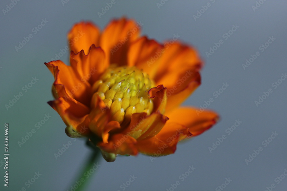 Close up zoom view of orange cosmos flower with detail pollen on soft blur background Close up zoom view of orange cosmos flower with detail pollen on soft blur background