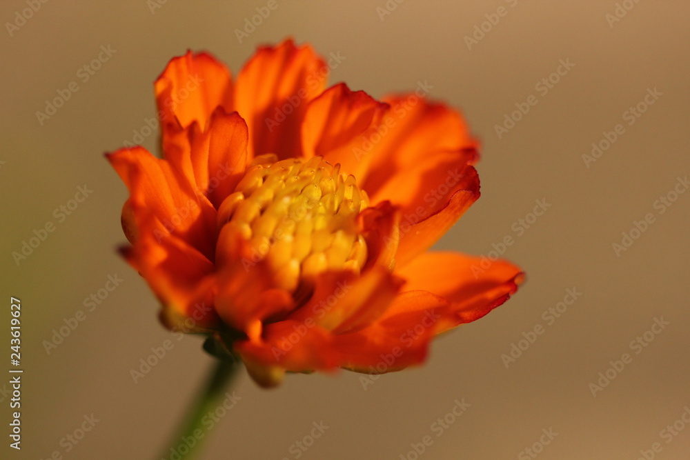 Close up zoom view of orange cosmos flower with detail pollen on soft blur background Close up zoom view of orange cosmos flower with detail pollen on soft blur background