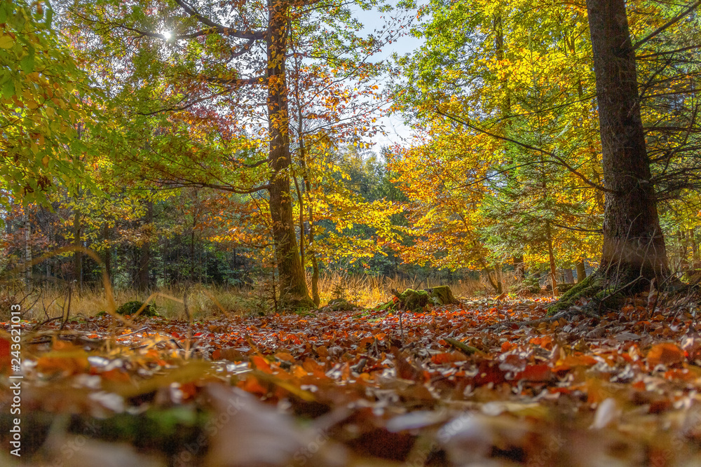 colorful idyllic low angle forest scenery at autumn time
