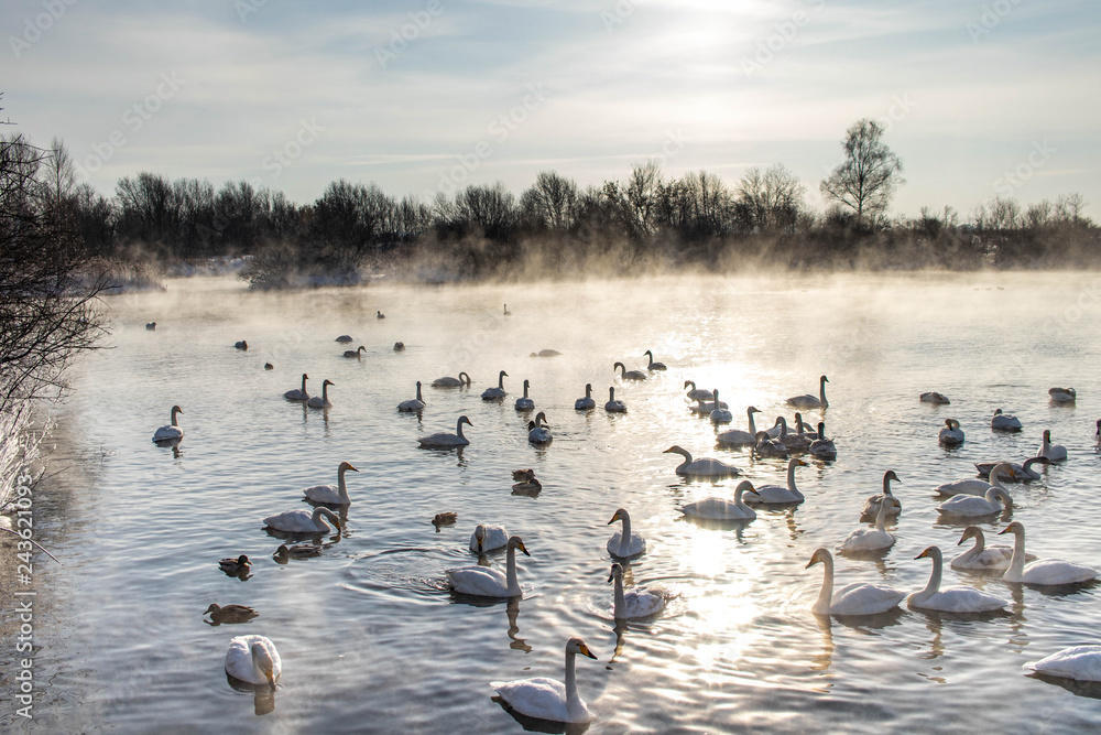 swans on the lake swans on the lake