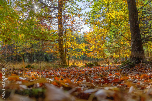 colorful idyllic low angle forest scenery at autumn time 