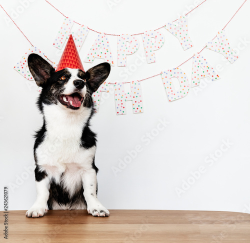 Photography Cardigan Welsh Corgi wearing a red party cap