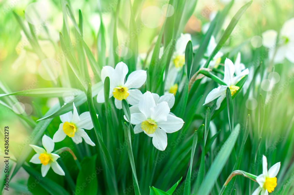 Fototapeta premium spring flowers, daffodils in the garden, spring background or calendar