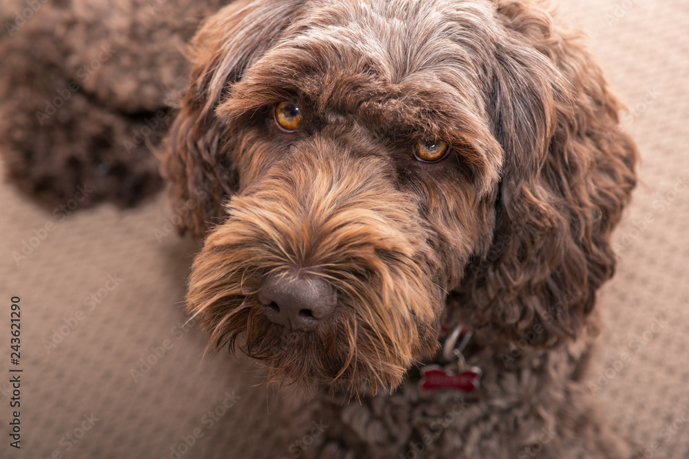 labradoodle lying down looking at camera labradoodle lying down looking at camera