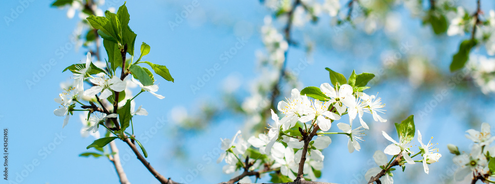 Blooming apple or pear in the garden, spring background Blooming apple or pear in the garden, spring background