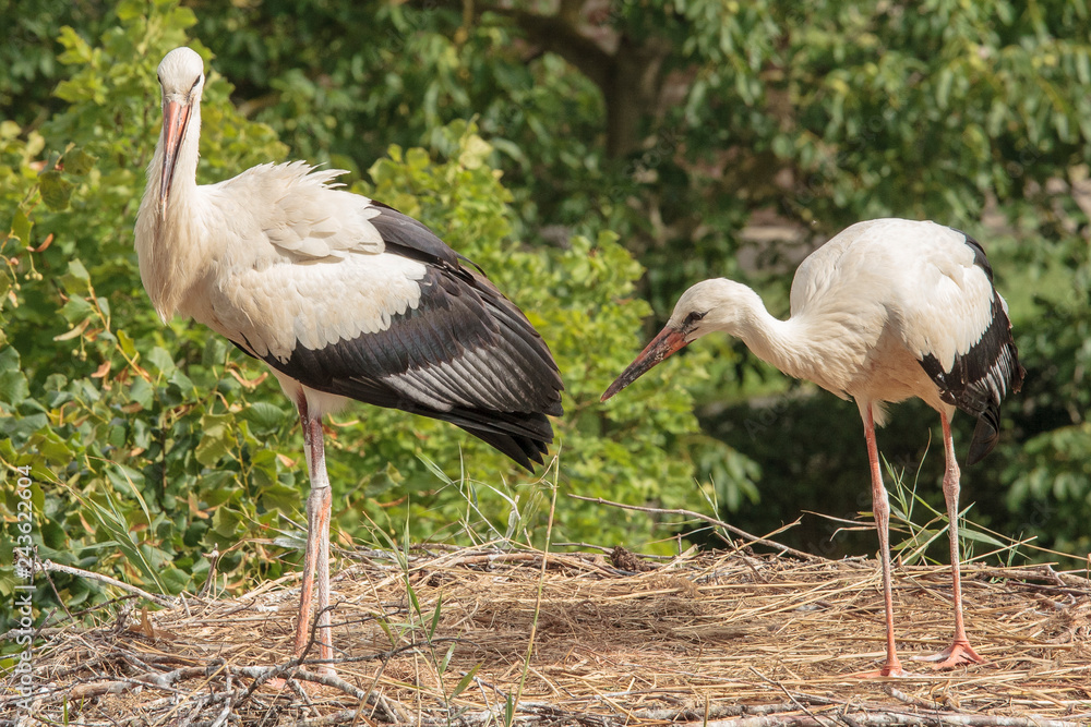 Obraz premium Stork in the Ecomuseumm of Mulhouse in Alsace France