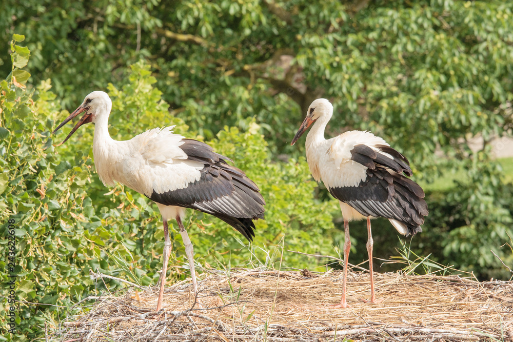 Fototapeta premium Stork in the Ecomuseumm of Mulhouse in Alsace France
