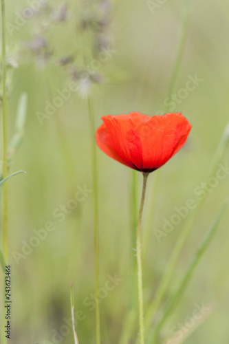 Red poppy on a background of green spring grass. spring green background. Background for social networks. Natural spring background.