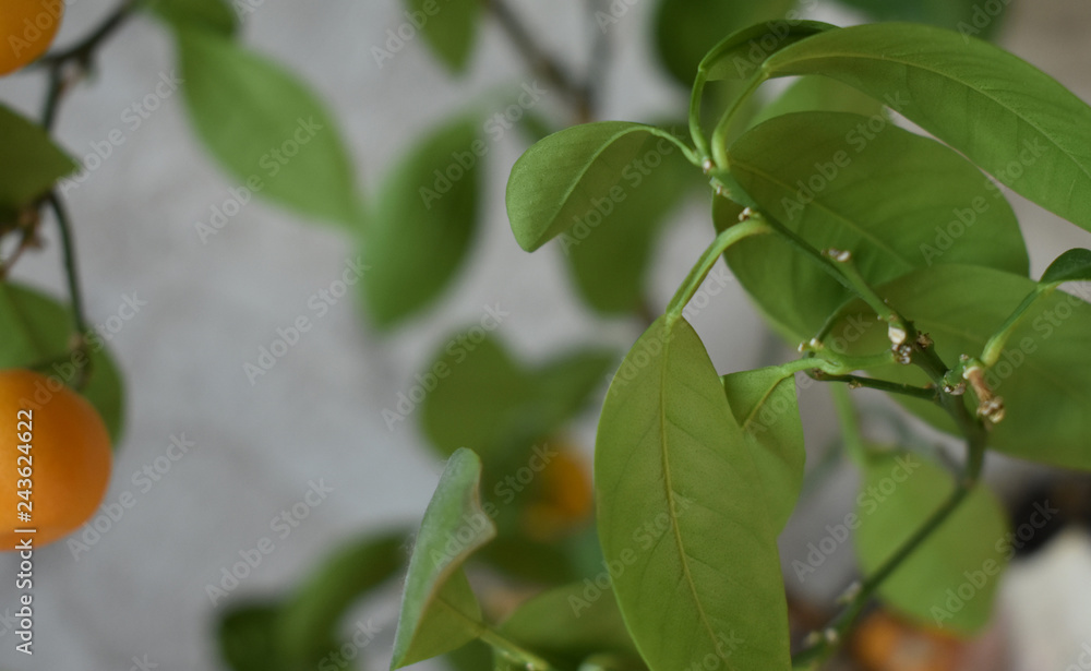 Green leaves background. Green leaves background.