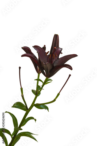 Fototapeta Naklejka Na Ścianę i Meble -  Dark lilies Asian hybrids  