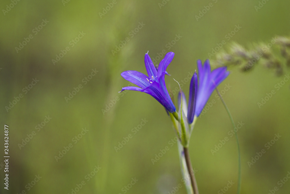 Blue wildflowers on a background of green grass. Spring and summer background. Natural spring background.