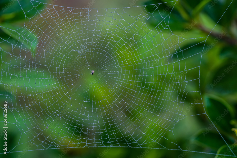 Spider web with water drops Spider web with water drops