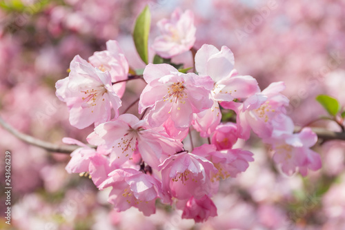 桜の房