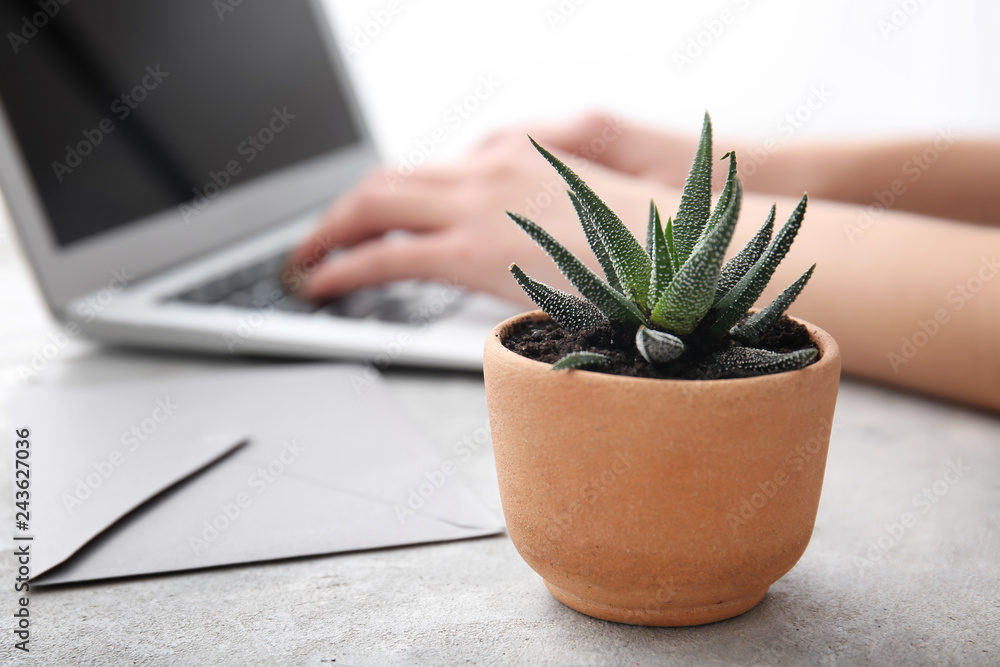 Green plant in pot with envelope on grey table Green plant in pot with envelope on grey table
