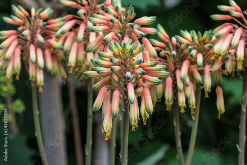Botanischer Garten München - Aloe sheilae photo